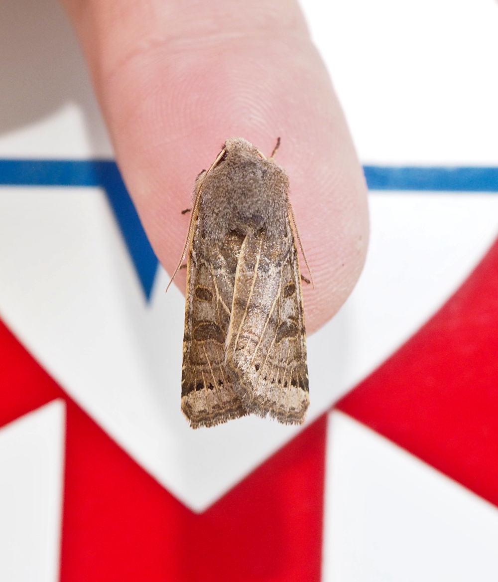 The first record for PA on Bugguide and a recent US arrival_20251009.jpg